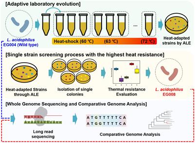 Complete Genome Sequence of the Newly Developed Lactobacillus acidophilus Strain With Improved Thermal Adaptability